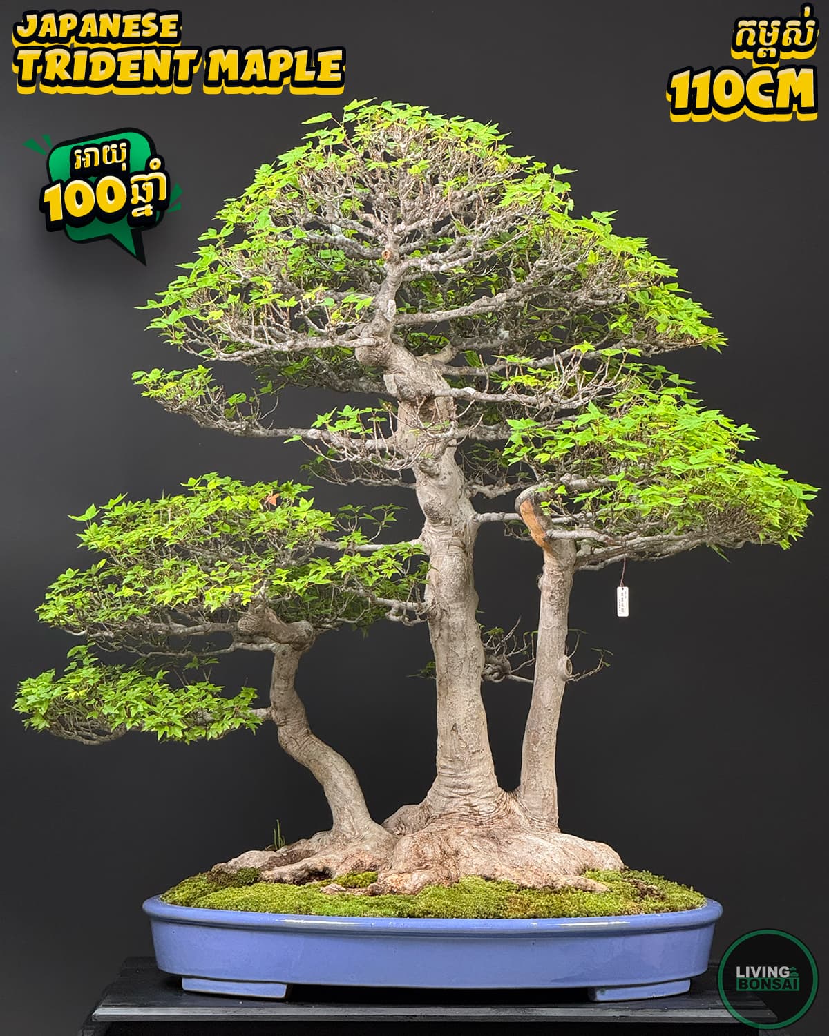 ប្រភេទដើម : Trident Maple 🍁