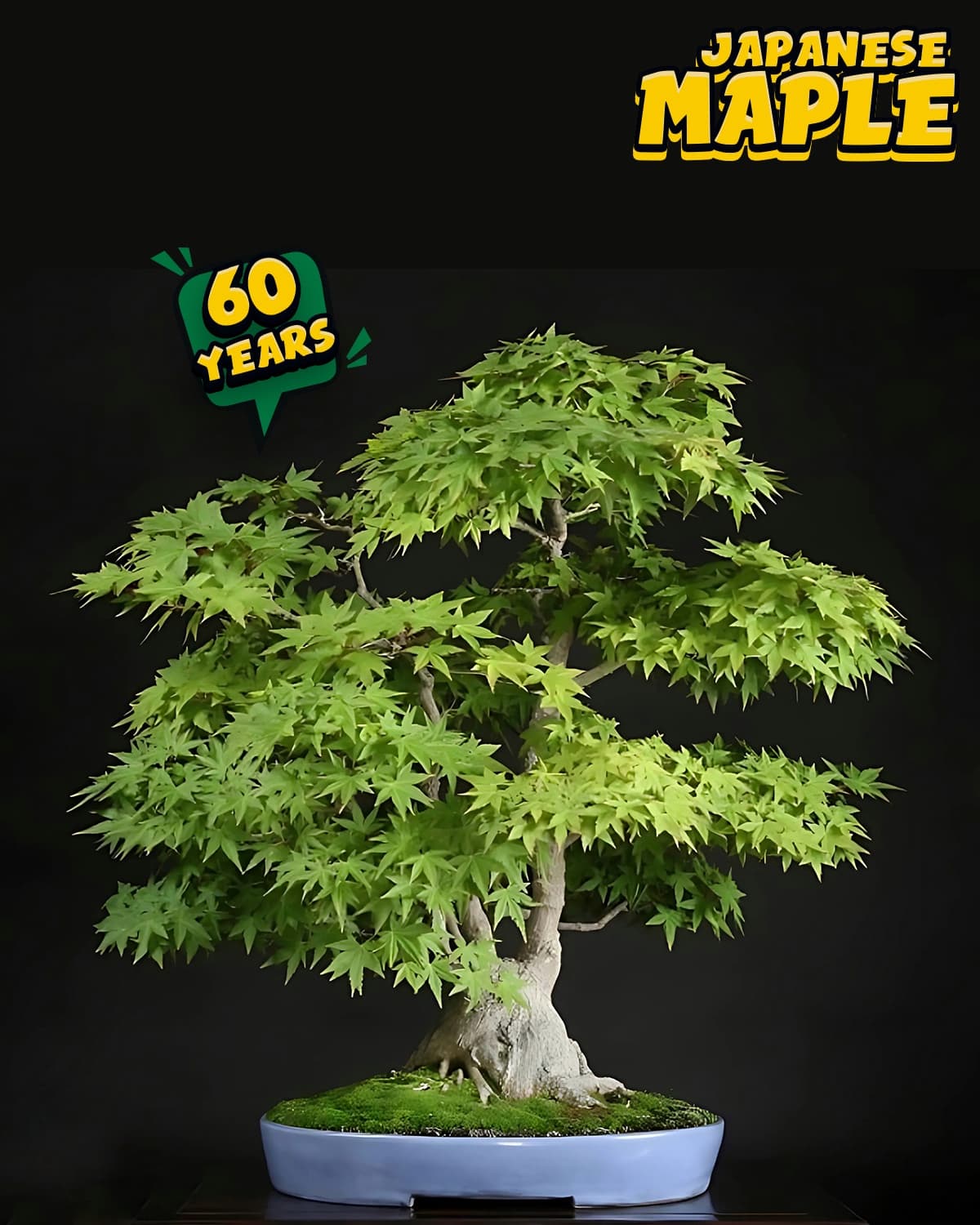 ប្រភេទដើម : Maple 🍁